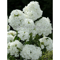 Floks wiechowaty 'Peacock White' | Phlox panniculata