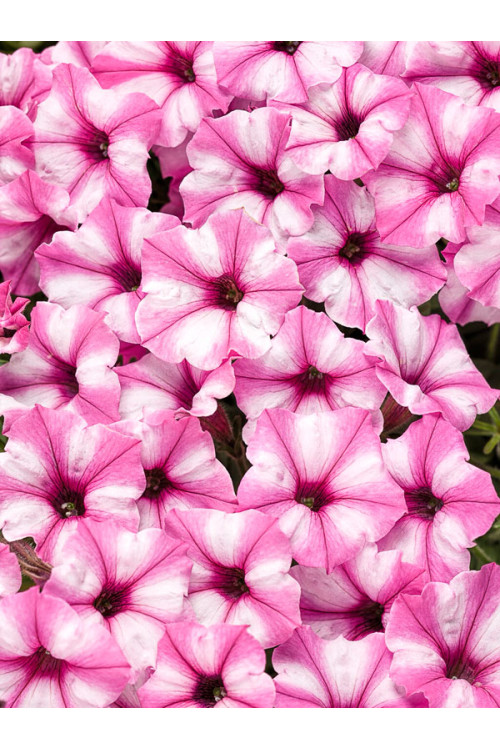 Supertunia MINI Vista 'Blue Violet'