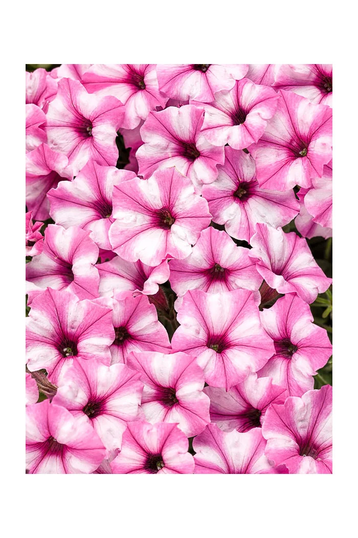 Supertunia MINI Vista 'Blue Violet'