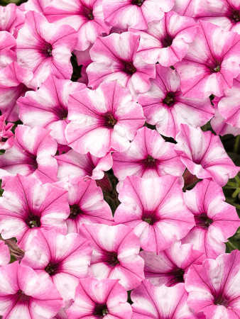 Supertunia MINI Vista 'Blue Violet'