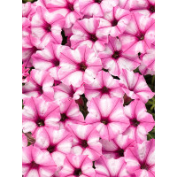 Supertunia MINI Vista 'Blue Violet'