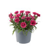Goździk ogrodowy 'Code Bicolour' | Dianthus caryophyllus