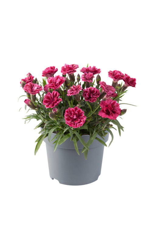 Goździk ogrodowy 'Code Bicolour' | Dianthus caryophyllus