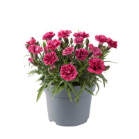 Goździk ogrodowy 'Code Bicolour' | Dianthus caryophyllus