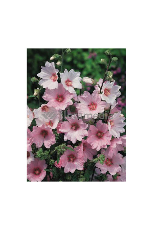 Ślazówka 'Barnsley Baby' Lavatera