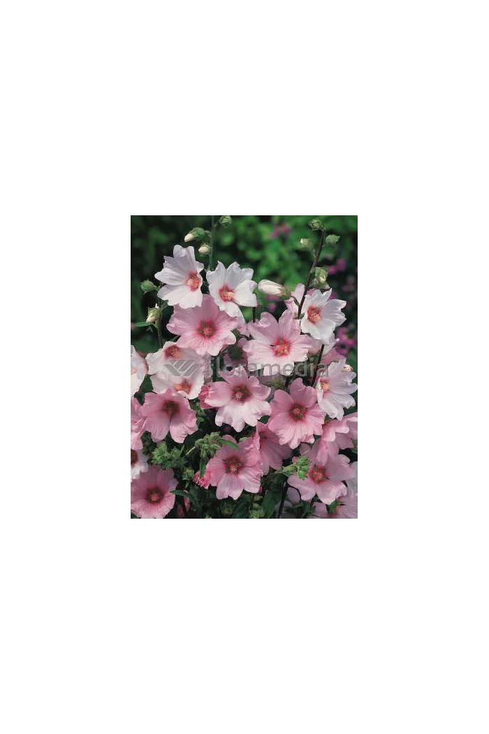 Ślazówka 'Barnsley Baby' Lavatera