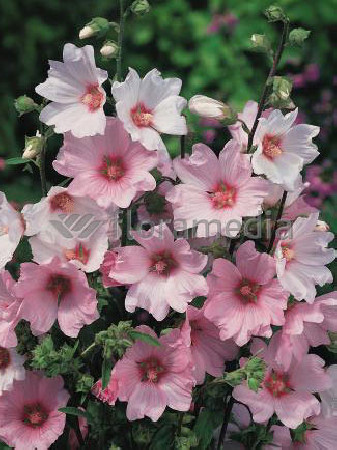 Ślazówka 'Barnsley Baby' Lavatera