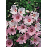 Ślazówka 'Barnsley Baby' Lavatera