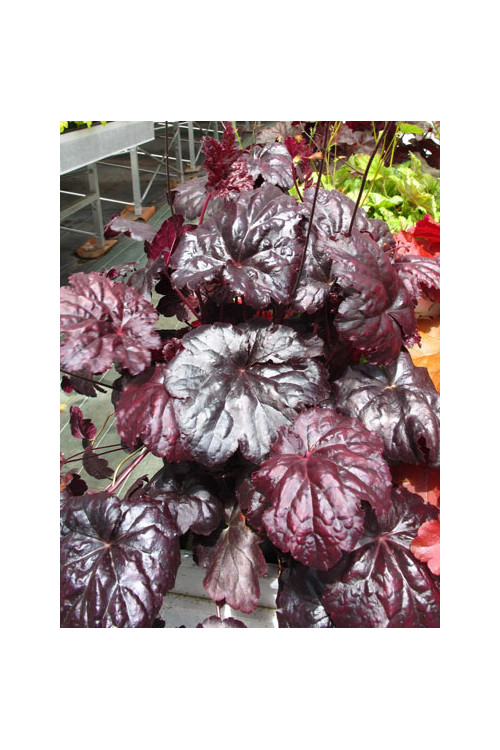 Żurawka 'Black Sea' Heuchera
