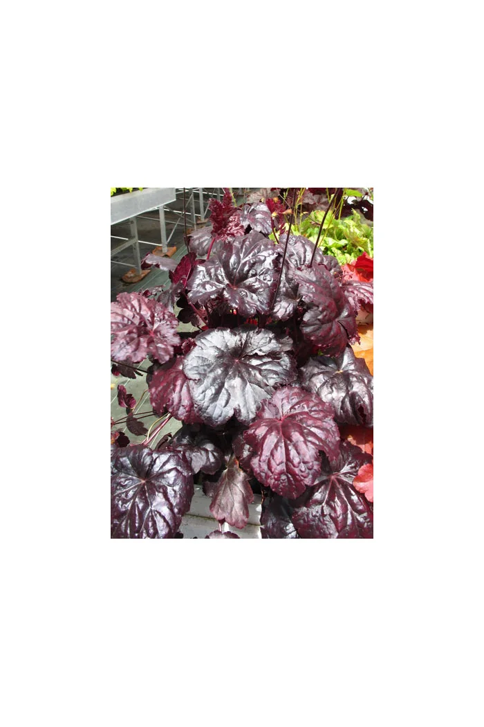 Żurawka 'Black Sea' Heuchera