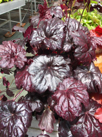 Żurawka 'Black Sea' Heuchera