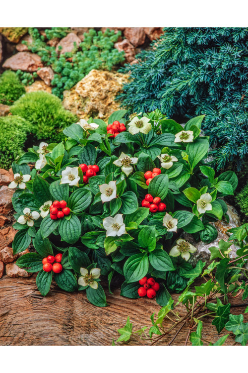 Dereń kanadyjski | Cornus canadensis