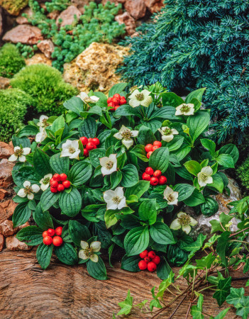 Dereń kanadyjski | Cornus canadensis