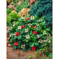 Dereń kanadyjski | Cornus canadensis