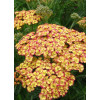Krwawnik pospolity 'Tricolor' | Achillea millefolia