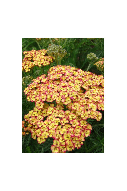 Krwawnik pospolity 'Tricolor' | Achillea millefolia