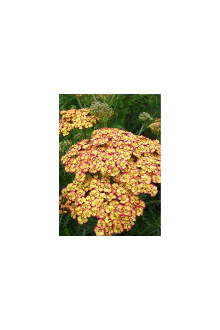 Krwawnik pospolity 'Tricolor' | Achillea millefolia