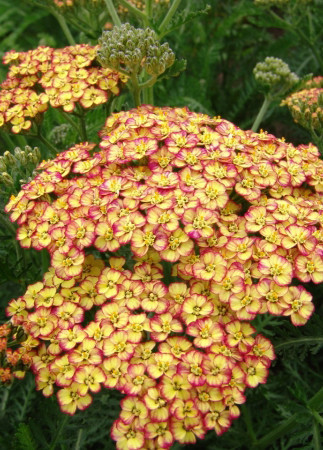Krwawnik pospolity 'Tricolor' | Achillea millefolia