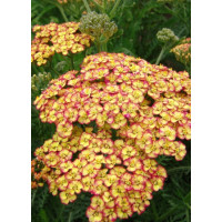 Krwawnik pospolity 'Tricolor' | Achillea millefolia
