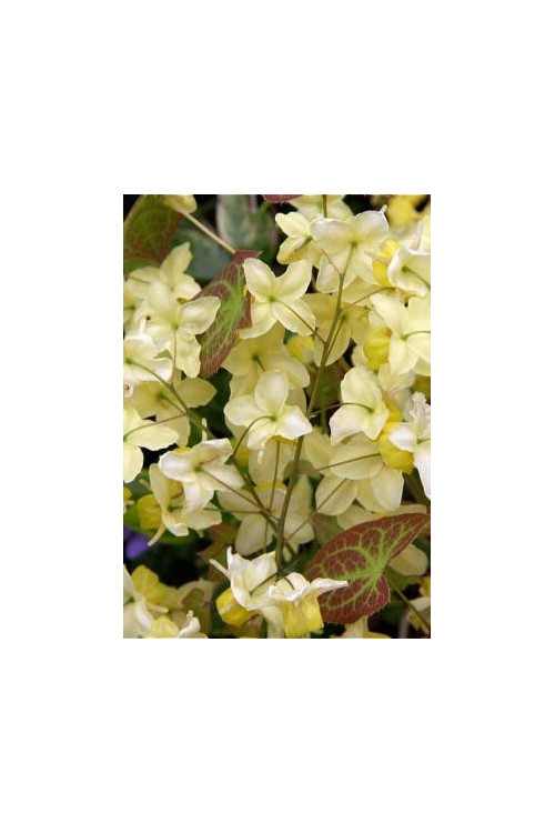 Epimedium żółte 'Sulphureum' | Epimedium x versicolor