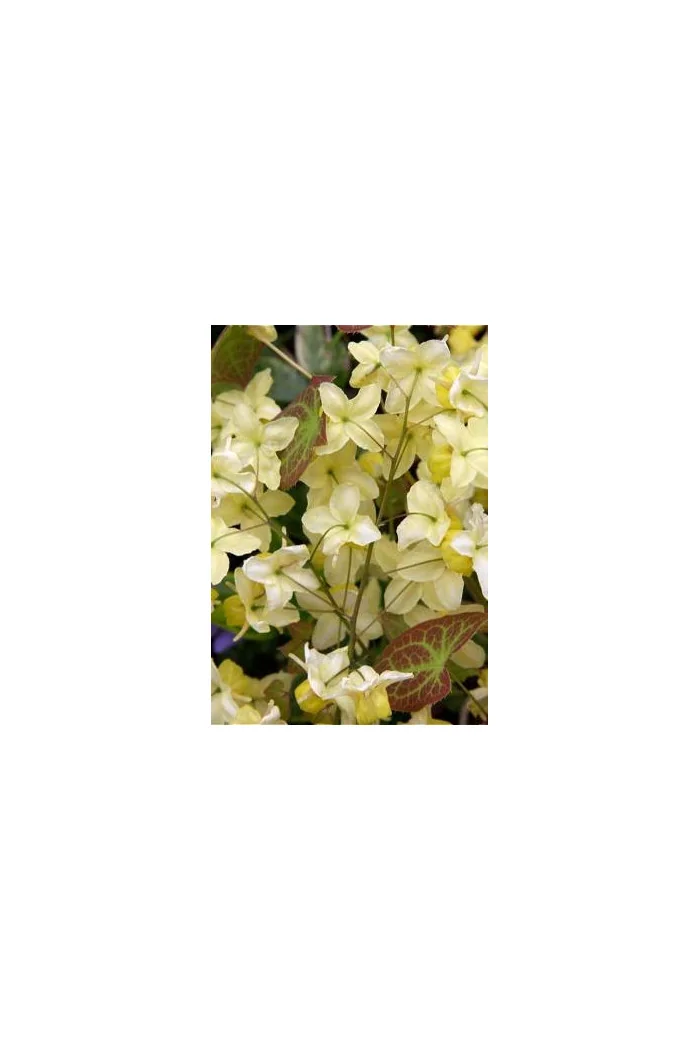 Epimedium żółte 'Sulphureum' | Epimedium x versicolor