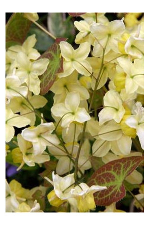 Epimedium żółte 'Sulphureum' | Epimedium x versicolor