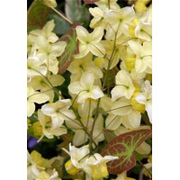 Epimedium żółte 'Sulphureum' | Epimedium x versicolor