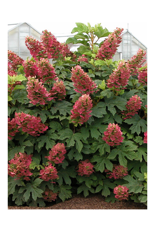 Hortensja dębolistna 'Amethyst' Hydrangea quercifolia