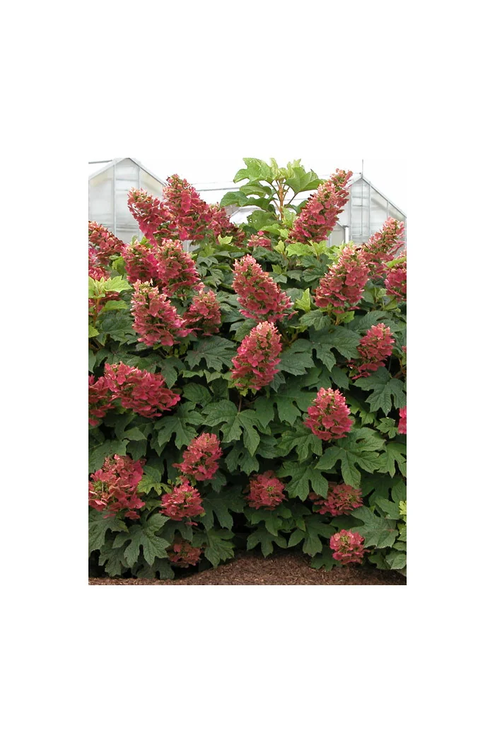 Hortensja dębolistna 'Amethyst' Hydrangea quercifolia