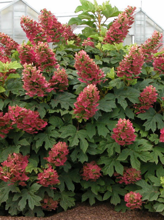 Hortensja dębolistna 'Amethyst' Hydrangea quercifolia