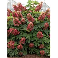 Hortensja dębolistna 'Amethyst' Hydrangea quercifolia