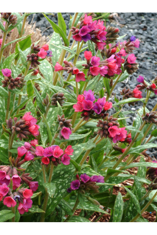 Miodunka 'Raspberry Splash' Pulmonaria