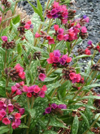 Miodunka 'Raspberry Splash' Pulmonaria