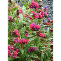 Miodunka 'Raspberry Splash' Pulmonaria