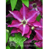 Powojnik 'Viva Polonia' | Clematis