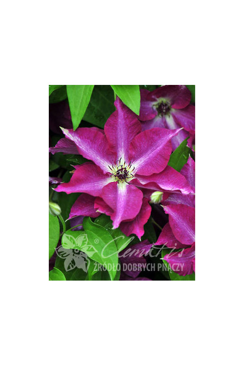 Powojnik 'Viva Polonia' | Clematis
