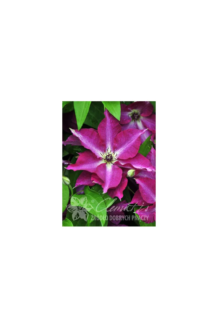 Powojnik 'Viva Polonia' | Clematis