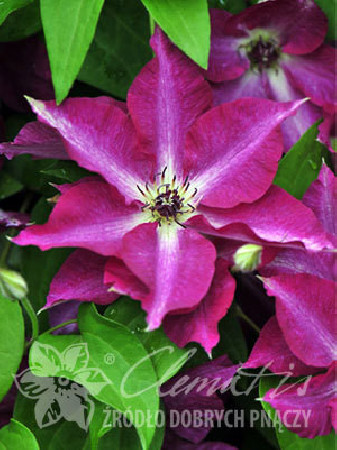 Powojnik 'Viva Polonia' | Clematis