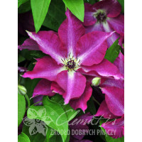 Powojnik 'Viva Polonia' | Clematis