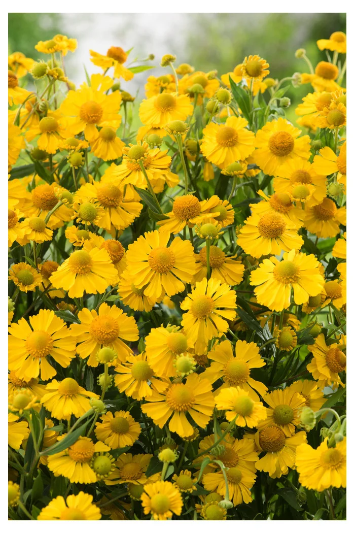 Dzielżan jesienny 'Helena Gold' Helenium autumnale