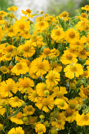 Dzielżan jesienny 'Helena Gold' Helenium autumnale