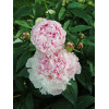 Piwonia chińska 'Shirley Temple' | Paeonia lactiflora
