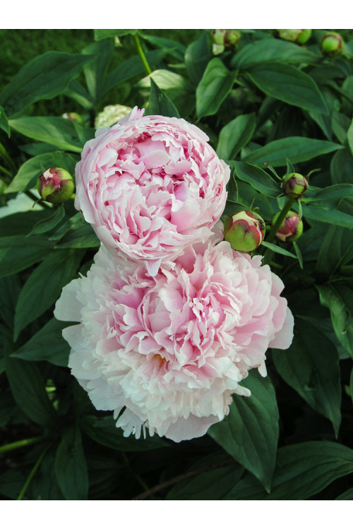 Piwonia chińska 'Shirley Temple' | Paeonia lactiflora