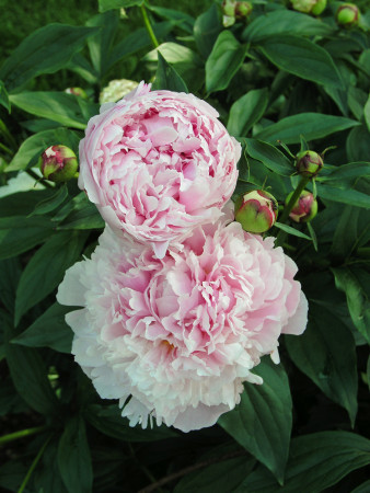 Piwonia chińska 'Shirley Temple' | Paeonia lactiflora