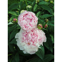 Piwonia chińska 'Shirley Temple' | Paeonia lactiflora