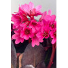 Bergenia 'Early Brilliance Magenta' | Bergenia