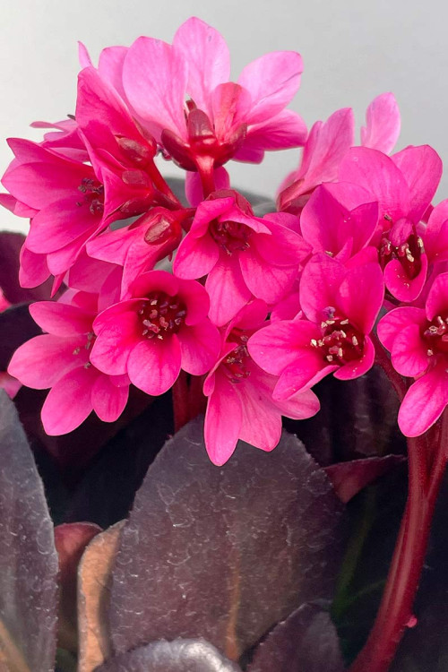 Bergenia 'Early Brilliance Magenta' | Bergenia
