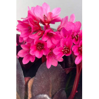 Bergenia 'Early Brilliance Magenta' | Bergenia