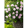Bodziszek czerwony 'Vision Pink' | Geranium sanguineum
