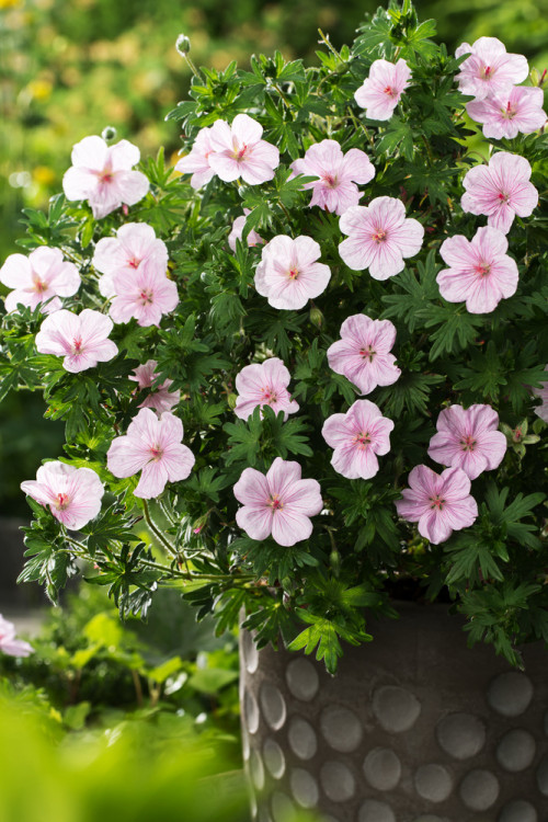 Bodziszek czerwony 'Vision Pink' | Geranium sanguineum